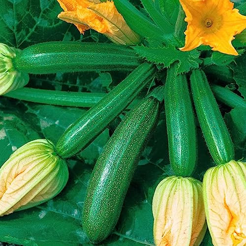 10 Stück Kletter-Sommerkürbis-Zucchini-Samen, nahrhafte Gemüsegarten-Pflanzenblume, Obstbaum-Gemüsesamen Zucchini-Samen