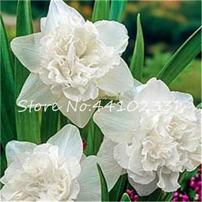 Graines de fleurs de narcisse pour un beau jardin blanc paquet de 100 graines