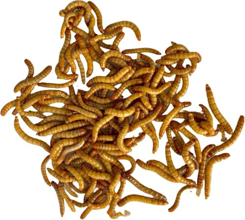 M2R Agrofarm Tenebrio Molitor Vivo - (50g ≈ (300-400 Unidades)) - Granja Propia en Huelva - Gusanos de Harina Vivos - Alimento para Reptiles y Aves. - Alta Proteína Natural