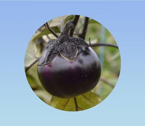 Graines aubergines de Valence - 100 graines (+/-) soit 0, 460 GRAMMES - Solanum Melongena - Variété resistance et productive - Chair Blanche et délicieuse -