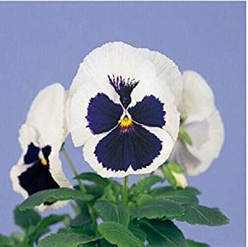 100 pezzi/sacchetto di pensieri semi-dicolorées, ondulées, viola tolor, fleur de marseed, bricolage, jardinage domestique, plantes