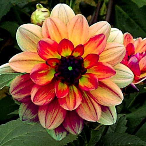 Dalia bulbi,bulbi di dalia gigante,Bulbi Da fiore resistenti,Dalia fiore,Splendide piante ornamentali per giardini e vasi,Zinnia pianta(senza semi, non artificiali,resistenti)-10bulbi-H