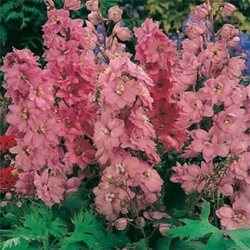 100 Semi Delphinium Astolat Fiore