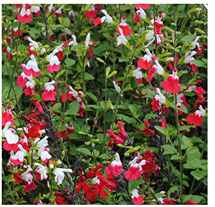 Salvia 'Hot Lips' 12cm Pot Size