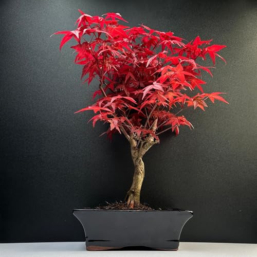 Bonsaï érable Japonais - Acer (Érable) bonsaï Arbres/Érables Japonais/Arbre Mesure 25-30 cm de Hauteur (Deshojo P20)