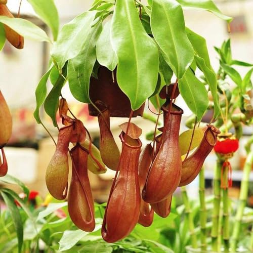 semi di nepenthes - decorazione soggiorno resistenti da balcone carnivora giardino perenni 30pcs