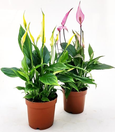 POWERS TO FLOWERS - SPATIFILLO MULTIFLORA COLOR LIFE ROSA e GIALLO, VASO 12cm DIAMETRO, 2 PIANTE, altezza 30CM, Piante Vere