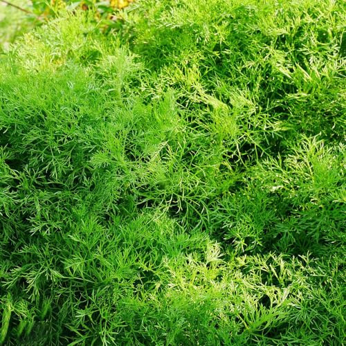 Semi di aneto - resistenti per giardini rocciosi resistenti raro semi di aromatiche prodotti sostenibili giardino aromatiche vecchie varietà 500pcs