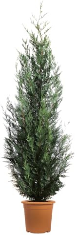 KENTIS - Cupressus Arizonica Fastigiata Glauca – Ciprés Azul - Planta Perenne de Exterior Para Setos - Jardín - H 200/220 cm Maceta Ø 30 cm