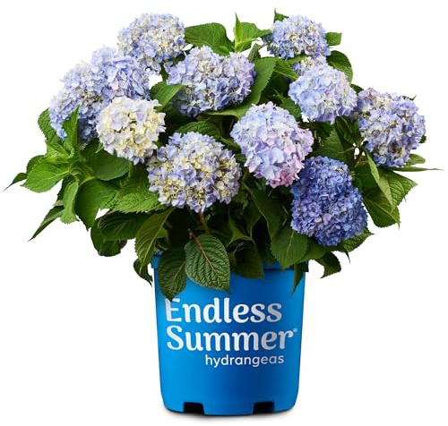 Endless Summer Hydrangea Original, 1 Gallon