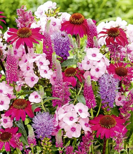 BALDUR Garten Stauden-Mix 'Pink Love',15 Knollen,Begeistert jedes Jahr mit üppiger Blüte,Beliebte, bienenfreundliche Blühstauden,Winterhart, mehrjährig & lange blühend