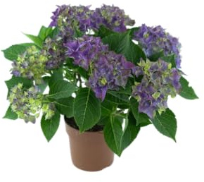 Planta Viva de Blue Hydrangea – Hortensia Azul Natural Flores Vivas Todo el Año