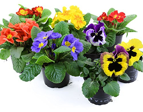 Frühlingsblumen Set 8, Primeln & Stiefmütterchen