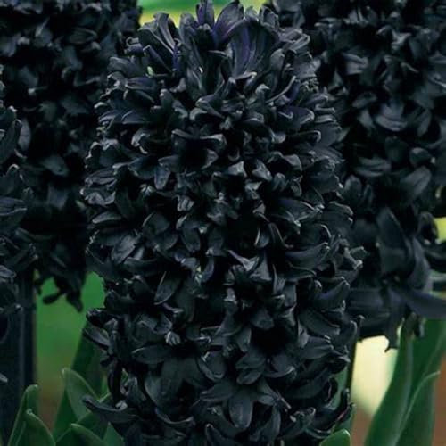 Hyazinthen zwiebeln Gartenarbeit Zwiebeln Winterhart Dekorieren Sie Ihren Garten