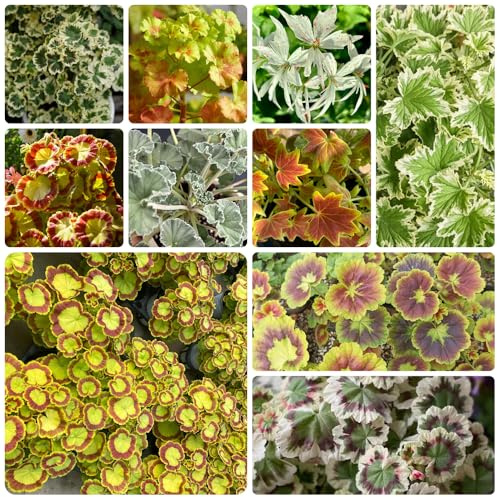 Geraniensamen - winterhart alte sorten blumensamen gartendeko für draußen kübelpflanzen indoor gewächshaus balkon steingarten winterharte stauden für pralle sonne balkongewächshäuser 300pcs
