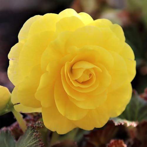 Begonia Yellow Double - Tuberous Perennial - Summer Flowering Garden Bulbs - Live Outdoor Plants for Pots and Borders - UK Gardens (6 Bulbs)