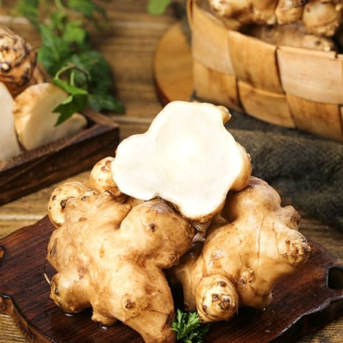 15 pcs topinambur saatknollen zum pflanzen Zwiebeln, topinambur - knollen, garten geschenke für frauen, pflanzen für garten topinambur kaufen - Helianthus tuberosus - anpflanztöpfchen