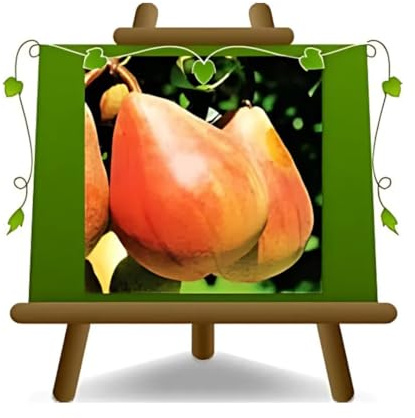 Peral temprano de Fiorano - plantas frutales en maceta de un jarrón de 26 - árbol max 200 cm – 4 años cultivo Italia