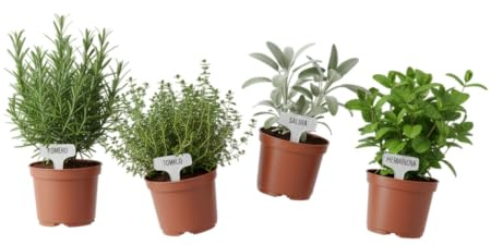Pack de 4 Plantas Aromáticas Vivas Pack Balcón Verde – DECOALIVE con Romero y Salvia, Hierbas Aromáticas para Cocinar, Huerto Urbano en Maceta, Decoración Natural para Cocina, Balcón y Terraza