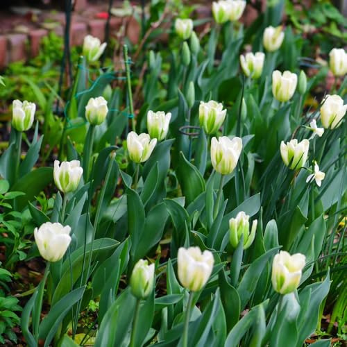 Bulbi di tulipano giardino giardino resistenti per giardini rocciosi arredamento del soggiorno balcone, estivi tappezzanti in vaso varietà antiche 11pcs