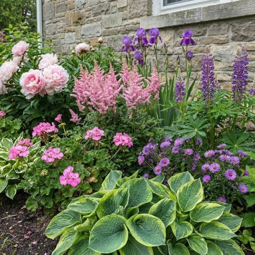 Plantas Perennes Multicolor - 10 Plantas - Plantas Naturales Exterior de Holanda - Plantas de Exterior Resistentes - Decoracion Jardin, Macetas y Balcón - Sin Semillas, No Artificiales