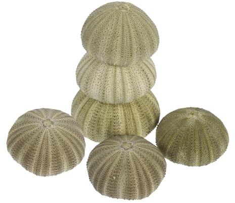 ABOOFAN 6 conchas de estrella de mar, decoración de conchas, decoración de playa, conchas para manualidades, conchas de erizo de mar para decorar, soporte decorativo para plantas de aire, soporte