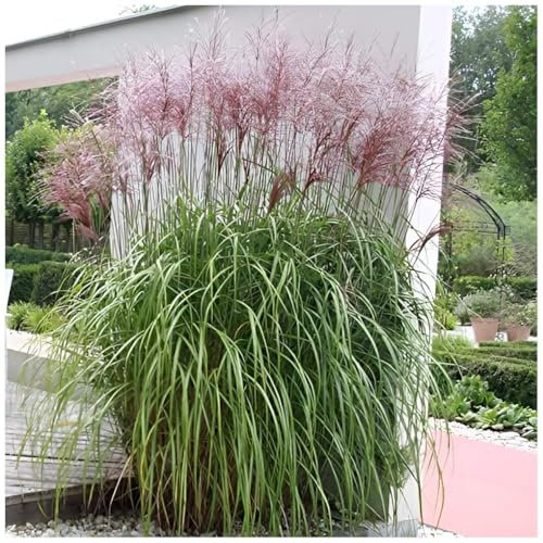 3 x Miscanthus sinensis 'Malepartus' im 1 Liter Topf (Ziergras/Gräser/Winterhart/Mehrjährig/Staude) Chinaschilf - Filigrane Bewegung trifft auf eindrucksvolle Blüten - von Stauden Gänge