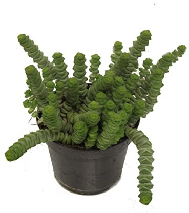 Crassula Rupestris Marnieriana - DECOALIVE - Planta Suculenta Natural - Planta Crasa para Interior y Exterior