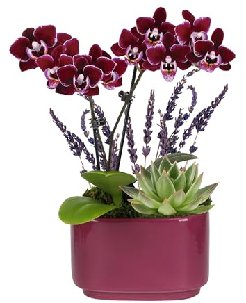 Green Circle Growers 4 Mini Purple Orchid and Succulent Garden with Lavender in Purple Ceramic Planter – Live Mixed Plant Arrangement