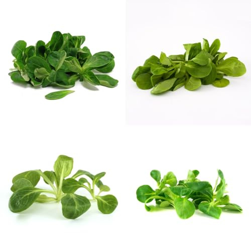 lattuga di agnello biologica balcone serra Coltivare verdi aromatiche biologiche e invernali semi di varietà antiche da orto rialzate rare e 100semi