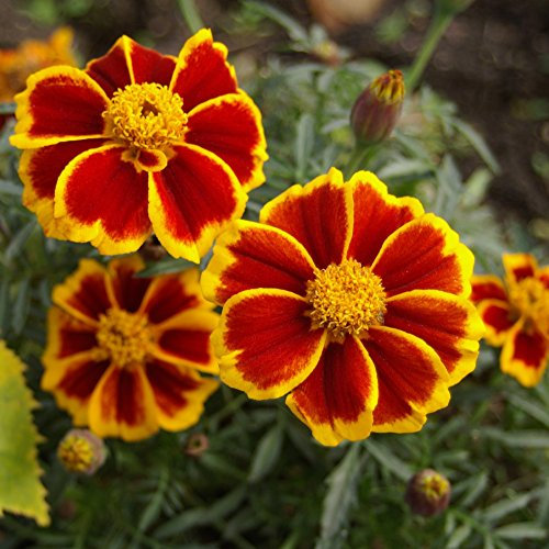 Marigold Red Marietta semi - Tagetes patula nana