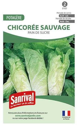 Graines Chicorée Sauvage Pain de Sucre