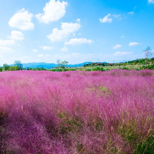 200 pcs ziergras samen ziergräser deko pflanztöpfe deko pflanze Muhlenbergia capillaris, praktische geschenke topfpflanzen balkonpflanzen winterhart indoor garten zimmerbonsai bonsai