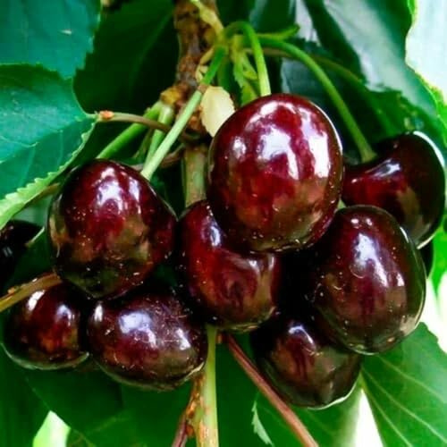 2 Black Cherry Trees Live Plant, Sweet Cherry Plant Live Fruit Tree, Bareroots Dormant 1-1.5 Feet Height, Wild Black Cherry Tree Plant for Planting