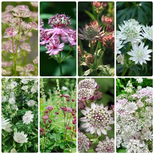 100 pcs Sterndolde samen winterhart - sommerblumen samen,Astrantia major, hochbeet balkon seeds schmetterlingswiese plant schattenpflanzen winterharte kübelpflanzen balkonblumen blumen