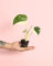 Monstera Thai Constellation | Mini Planta Natural | Pur Plant