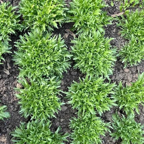 comprare indivie sostenibili semi di indivia rare varietà di antichi Acquista piantine invernali resistenti per giardini rocciosi verdi biologiche 400semi