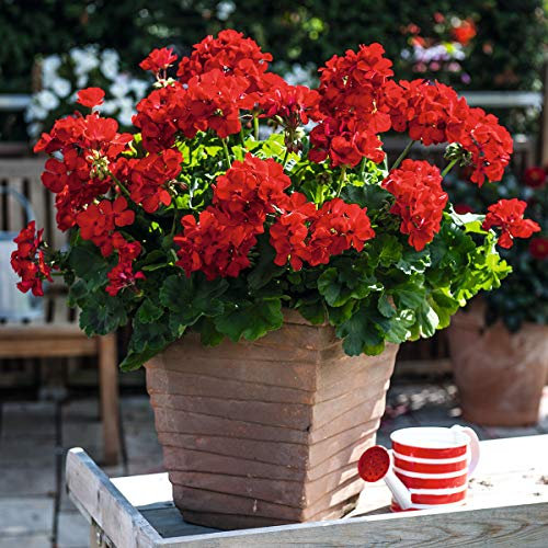 Ultrey Seed House - Rare Hanging Geranium Seeds Giant Pelargonium Balcony Flowers Seeds Bonsai Potted Plant sea of Flowers for Garden Balcony/Terrace