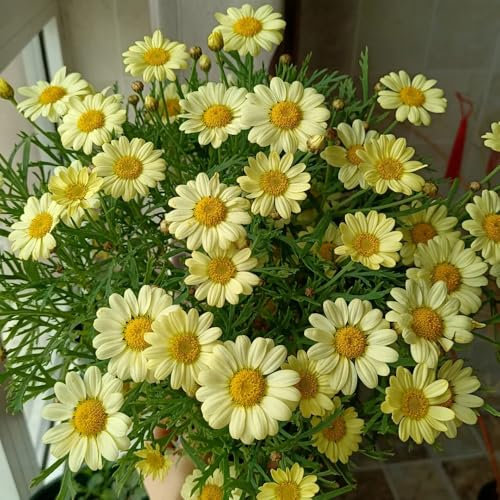 margeriten samen - exotische pflanzen winterhart, samen winterhart margeritensamen balkon blumensamen, mehrjährige blumen winterhart, balkon garten steinpflanzen winterhart, 100pcs