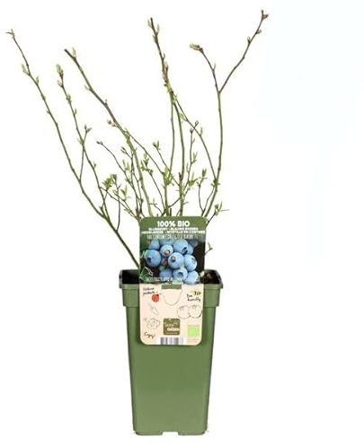 Arándano Negro Árbol Frutal Natural en Maceta para Cultivar Arándanos Azulados