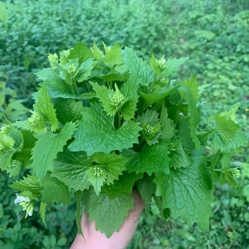 semi di senape all'aglio - giardino serra cucina 200pcs