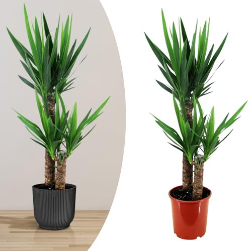 Happy Plants Yucca Palme groß I 80 cm x ⌀17 cm, Palmen Pflanzen Zimmerpflanzen Zimmerpalme Grünpflanzen Wohnungs Topfpflanzen, luftreinigend & pflegeleicht, frisch aus unserer Gärtnerei