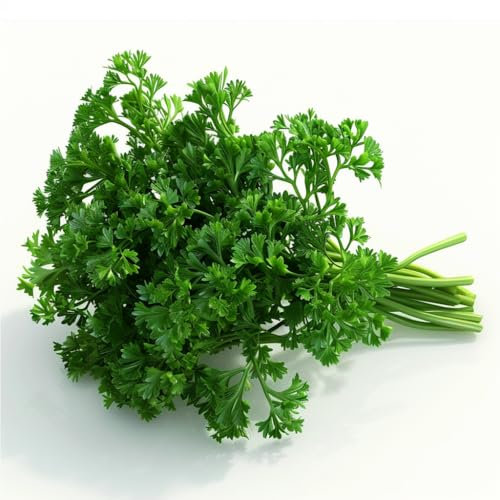 500 Semillas de Perejil Rizado - SemiSalvaje Permacultura
