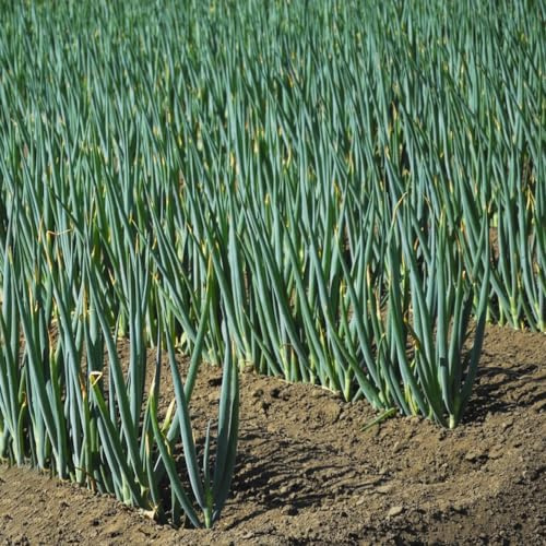semillas de cebolleta - semillas de puerro orgánicas resistentes para el jardín - Serie raras jardín cebolletas en 450pcs