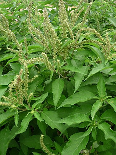 Ocimum gratissimum albero africano basilico 20 semi