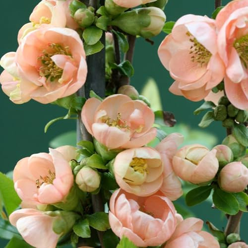 Plant Theory Geisha Girl Flowering Quince Chaenomeles Speciosa Shrub Plant 3L Pot
