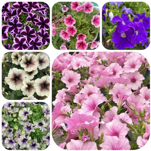 semillas de petunia balcón, petunia híbrida, resistentes, decoración cercas petunia colgante silvestres, balcón,colgantes 125pcs