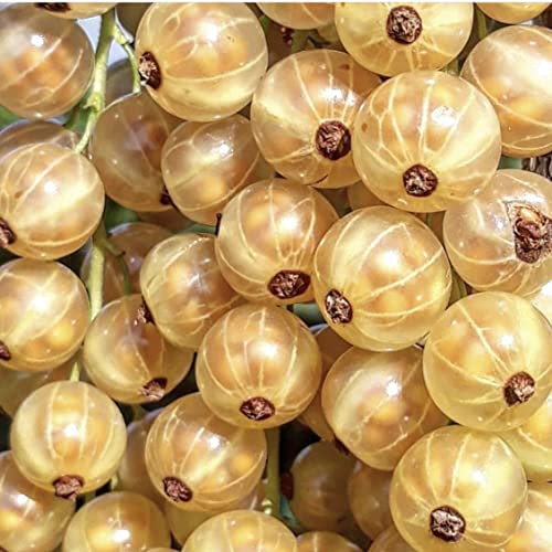 Jüterbog weiße Johannisbeere ertragreicher Hochstamm 80-90 cm Stamm 100-150 cm groß 5 Liter Topf