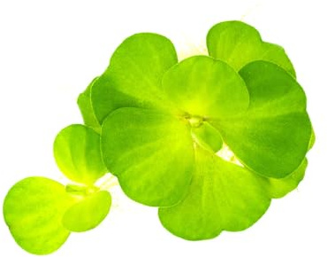 SubstrateSource Live Floating Plant - Water Lettuce (Pistia stratiotes) - Easy Surface Cover for Aquariums & Ponds