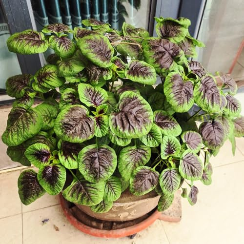 Semillas de amaranto organicas, exóticas resistentes Amaranto tricolor semillas de balcón orgánicas 200pcs